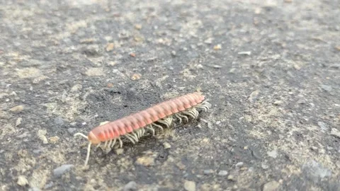 Millipede Stock Footage 231579724