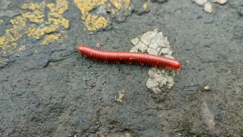 Millipede Stock Footage 233317528