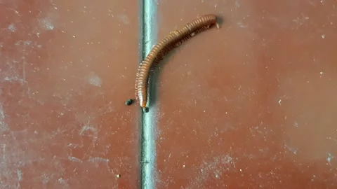 Millipede Stock Footage 237758211