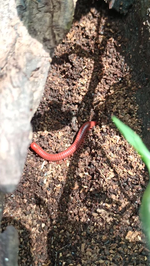 Millipede Video stock 297137597