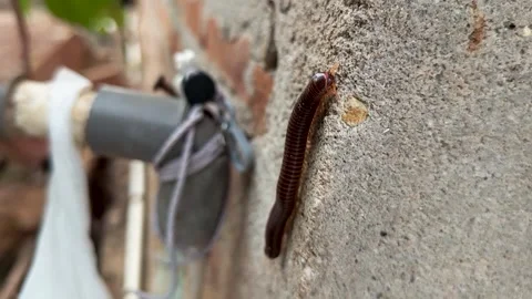 Millipede Stock Footage 309870860