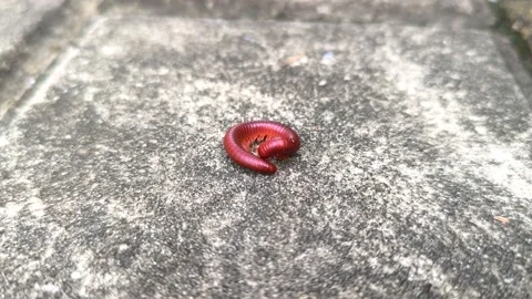 Millipede Stock Footage 311301522