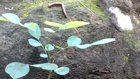 Millipede Stock Footage 329178284