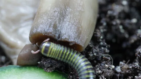 Millipede in forest Stock Footage 129833297
