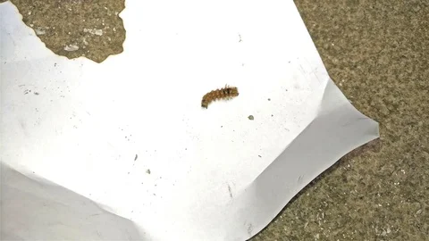 Millipede getting away from a burning paper 4K Stock Footage 72720940