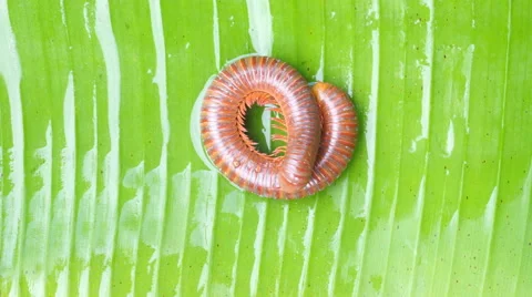 Millipede on green grass Stock Footage 65153349