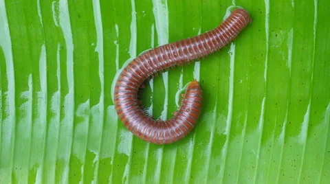 Millipede on green grass Stock Footage 65154168
