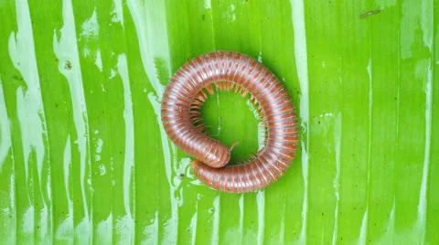 Millipede on green grass Stock Footage 65155178