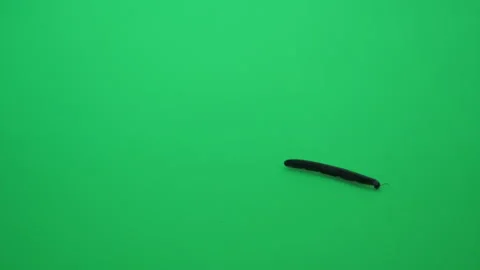 Millipede on Green Screen Chroma Key Pt1 of 8 Stock Footage 241117437