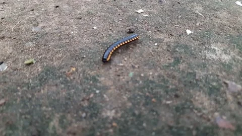 A millipede in the ground. Stock Footage 166089712