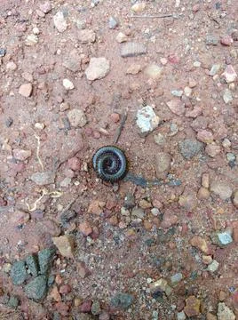 A millipede on the ground. Stock Photos
