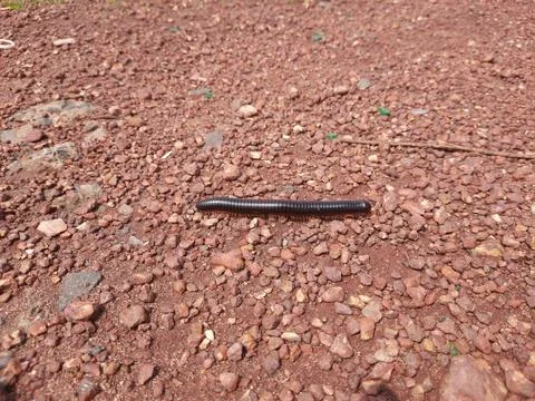 Millipede  on the ground. Stock Photos