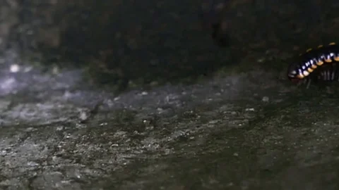 Millipede Having a Stroll Stock Footage 72364529
