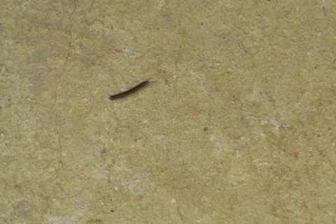 Millipede insect on cement floor 2 - Pest Stock Footage 823571