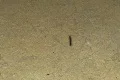 Millipede insect on cement floor - Pest Footage