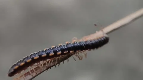 Millipede insect close up video Stock Footage 283994084