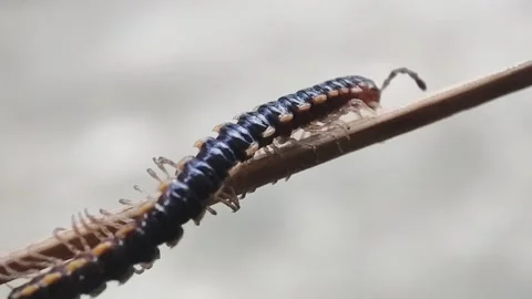 Millipede insect close up video Stock Footage 283994089