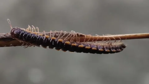Millipede insect close up video Stock Footage 283994124