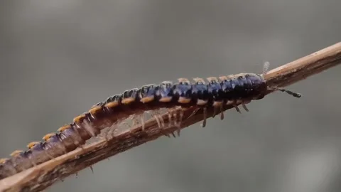 Millipede insect close up video Stock Footage 283994164
