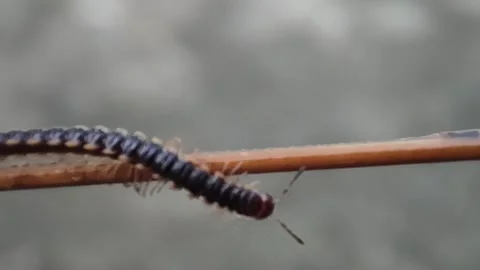 Millipede insect close up video Stock Footage 283994292