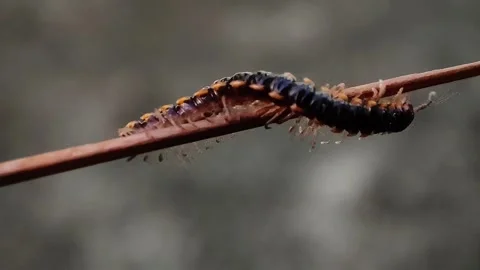 Millipede insect close up video Stock Footage 283994296