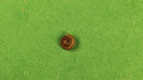 Millipede isolated on green background. Thousand feet, centipede. Millipedes Stock Footage 161892058