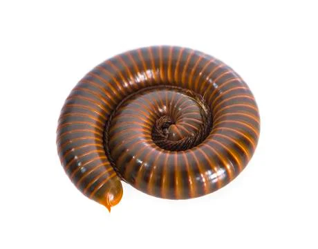 Millipede an isolated on white background Stock Photos