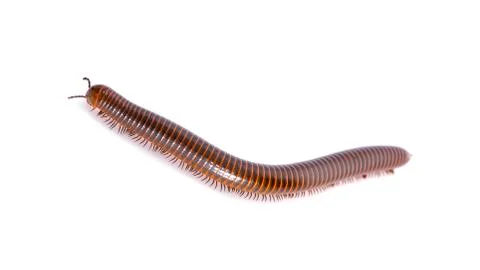Millipede an isolated on white background Foto stock