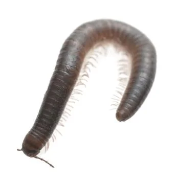 Millipede isolated on white background Stock Photos