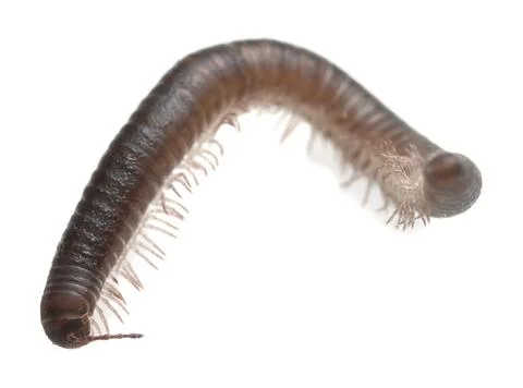 Millipede isolated on white background Stock Photos