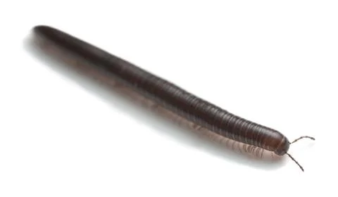 Millipede isolated on white background Stock-Fotos