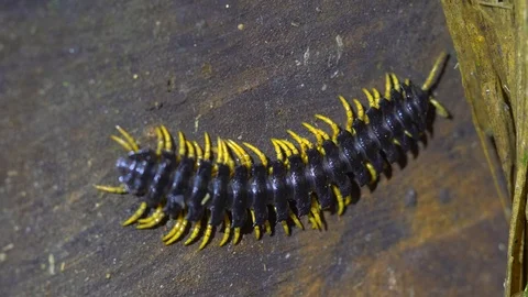 Millipede on jungle floor Stock Footage 94223248