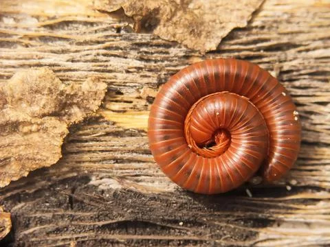 Millipede on The Leaf seen close up. Selective Focus Stock Photos