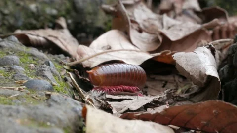 Millipede in leaves Bali Video stock 221022468