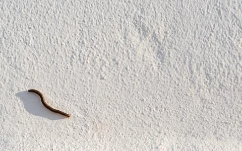 A millipede with long shadow on a white facade Stock Photos