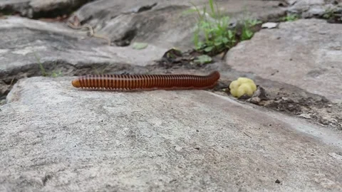 Millipede is looking for food motion capture Stock Footage 310527242