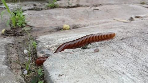Millipede looking for food motion capture Stock Footage 310527243