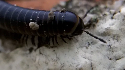 Millipede Macro Crawling on Stone – Many-Legged Arthropod in Nature Stock Footage 103286330