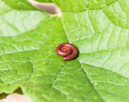 Millipede macro on a green leaf Stock Photos