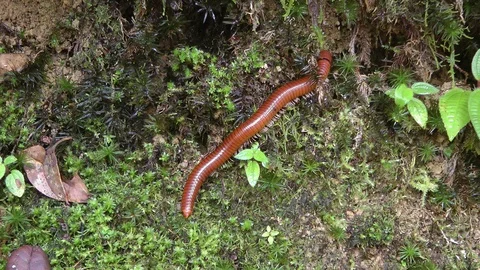 Millipede, Malaysia Stockbeeldmateriaal 88546694