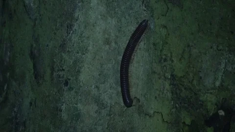 Millipede, Malaysia Stock-Footage 130162195
