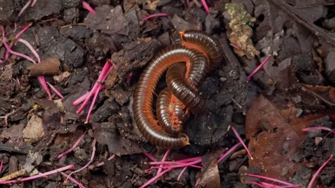 Millipede Mating Behavior on Forest Floor Macro Close Up Stock Footage 336783034