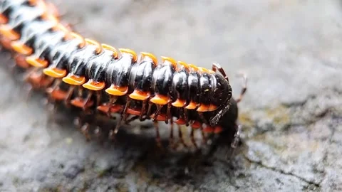 Millipede mating Video stock 327010955