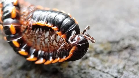 Millipede mating Stock Footage 327010965