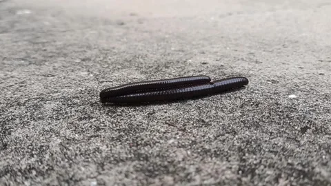 Millipede mating Video stock 329190301