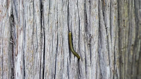Millipede millipede insect crawling on tree trunk Stock Footage 210886272
