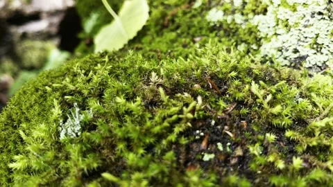 Millipede in Moss Stock Footage 320819291