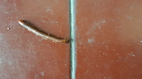 Millipede in Motion Video stock 237758256