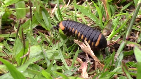 Millipede on the move Stock Footage 60746080