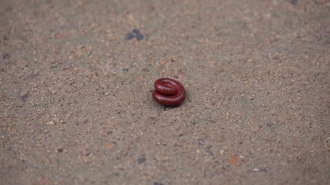 A millipede is moving across the ground. Stock Footage 346774969